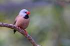 Long-tailed finch, native to northern Australia Art Print
